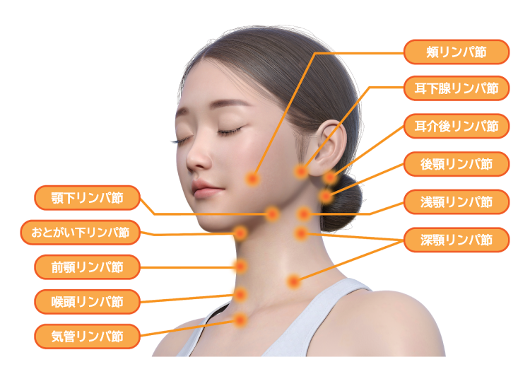 リンパ節を軽く刺激して有機農ハーブとライスオイルを抽出した発酵物と花エキスの優れた浄化と
					肌保護効果でリンパ循環を促進