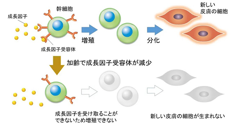 幹細胞とは