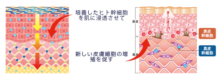 アウレアの幹細胞美筋フェイシャルの仕組み